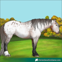 Horse Color:Gray Bay Appaloosa 
