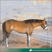 Horse Color:Buckskin Sabino