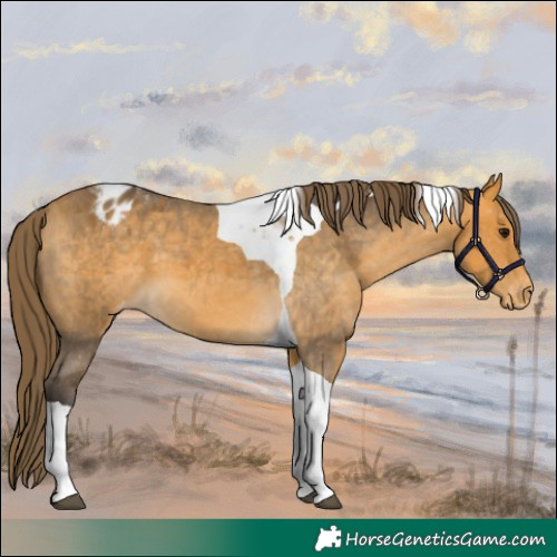 Horse Color:Buckskin Tobiano Appaloosa
