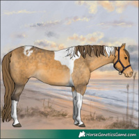 Horse Color:Buckskin Tobiano Varnish 