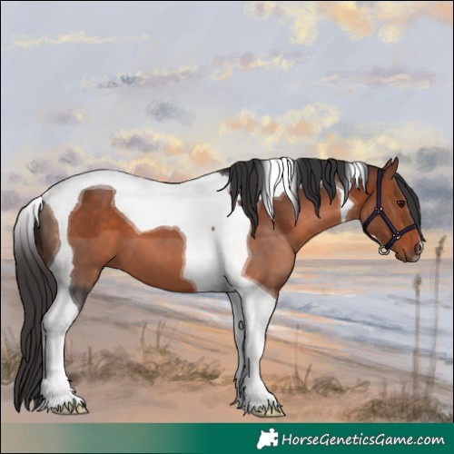 Horse Color:Bay Tobiano 