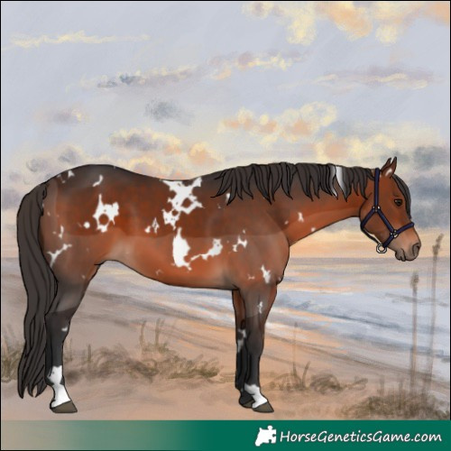 Horse Color:White Spotted Brown