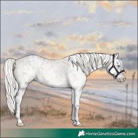 Horse Color:Cremello Sabino Near Leopard Rabicano