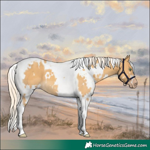 Horse Color:White Spotted Gold Cream Champagne Tobiano 