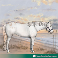 Horse Color:Gold Champagne Varnish 