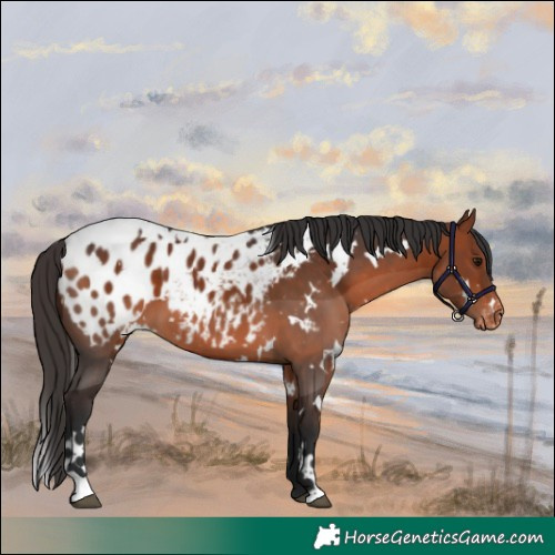 Horse Color:White Spotted Bay Appaloosa 