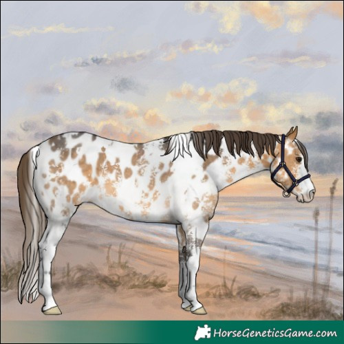 Horse Color:White Spotted Buckskin Sabino Appaloosa
