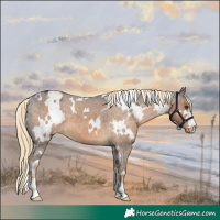 Horse Color:White Spotted Chocolate Palomino Varnish 