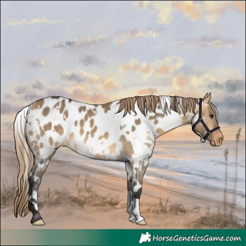 Horse Color:White Spotted Buckskin Dun Near Leopard 