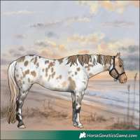 Horse Color:White Spotted Buckskin Dun Near Leopard 