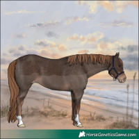 Horse Color:Liver Chestnut Varnish