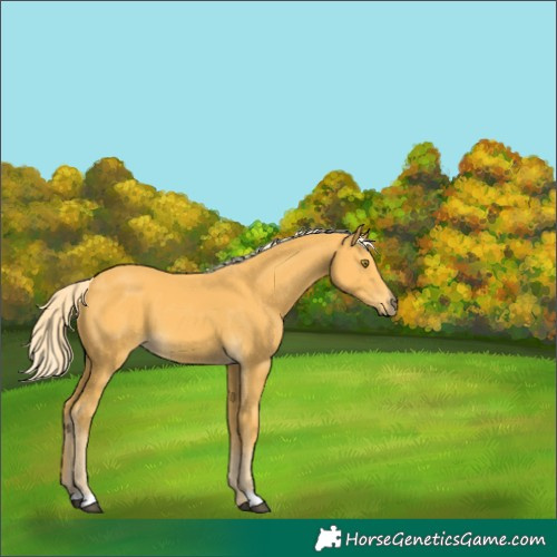 Horse Color:Palomino 