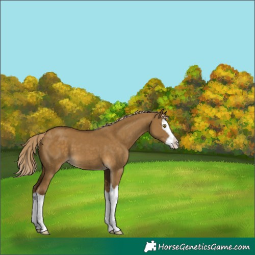Horse Color:Chocolate Palomino Dun Splash
