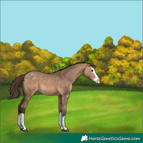 Horse Color:Bay Dun Splash Appaloosa 