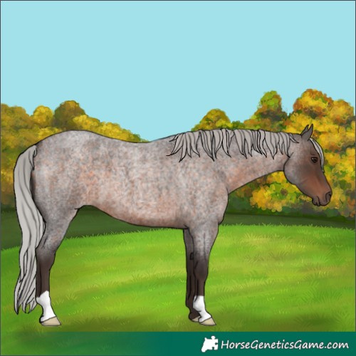Horse Color:Unknown 