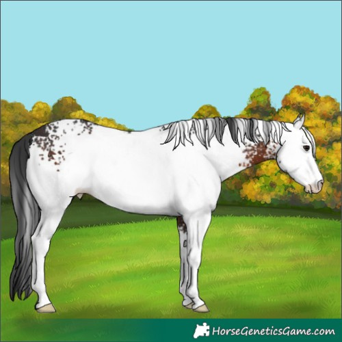Horse Color:White Spotted Brown 