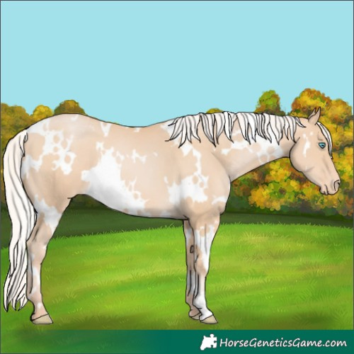 Horse Color:White Spotted Silver Buckskin Pearl Appaloosa 