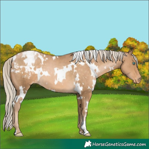 Horse Color:White Spotted Chocolate Palomino Pearl Appaloosa 