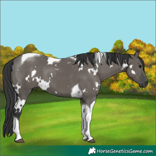Horse Color:White Spotted Grullo Tobiano
