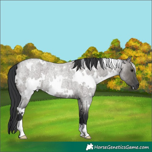 Horse Color:White Spotted Grullo Roan Rabicano 