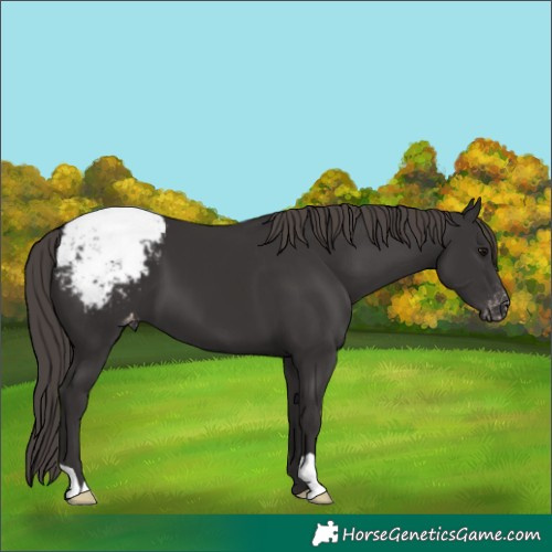 Horse Color:Smoky Black Appaloosa