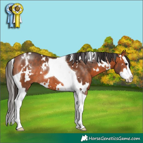 Horse Color:White Spotted Bay Splash Tobiano Rabicano 