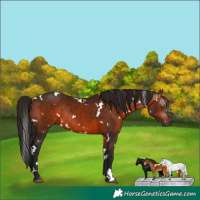 Horse Color:Gray White Spotted Bay Rabicano 