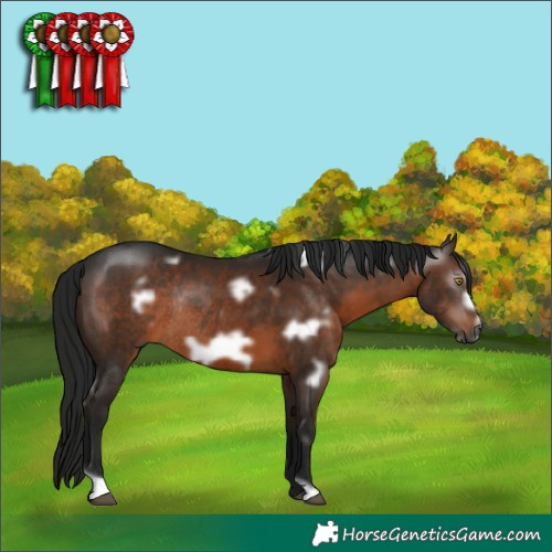 Horse Color:Gray White Spotted Brown Frame Rabicano