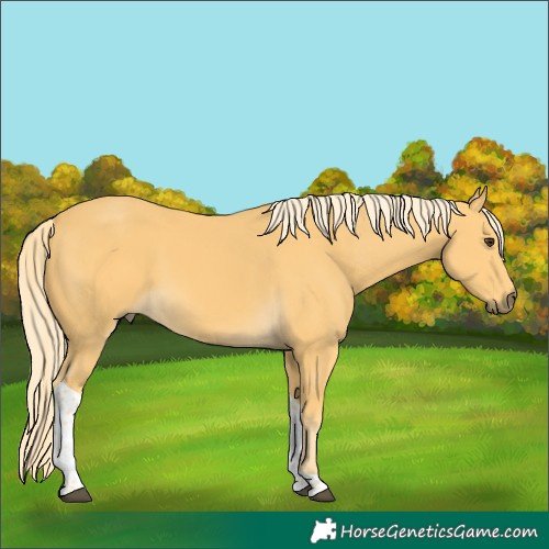 Horse Color:Palomino Tobiano 