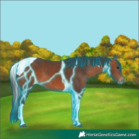 Horse Color:Thunderstruck Bay Tobiano Appaloosa 