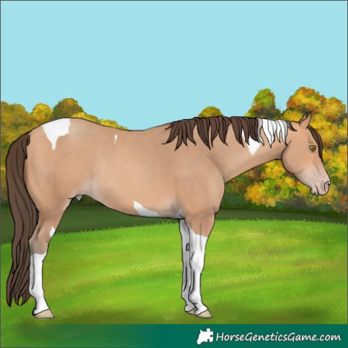 Horse Color:Amber Champagne Tobiano Rabicano 