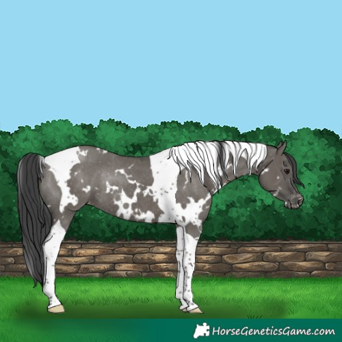 Horse Color:White Spotted Grullo Tobiano Varnish Rabicano 