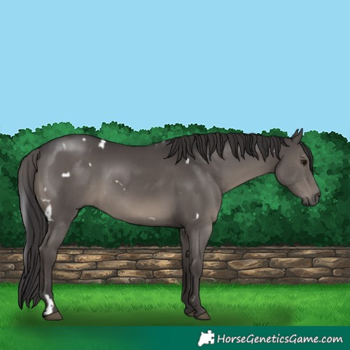 Horse Color:White Spotted Smoky Black 