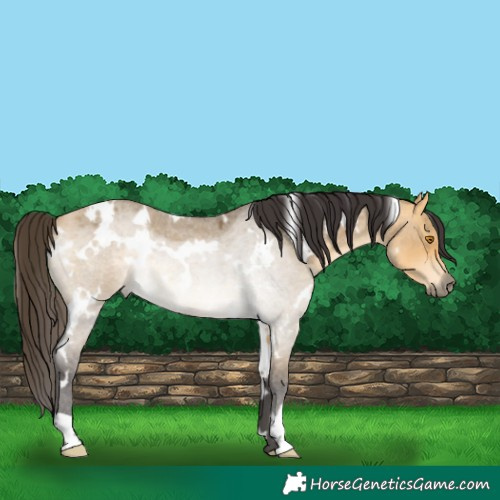 Horse Color:White Spotted Buckskin Roan Dun Rabicano 