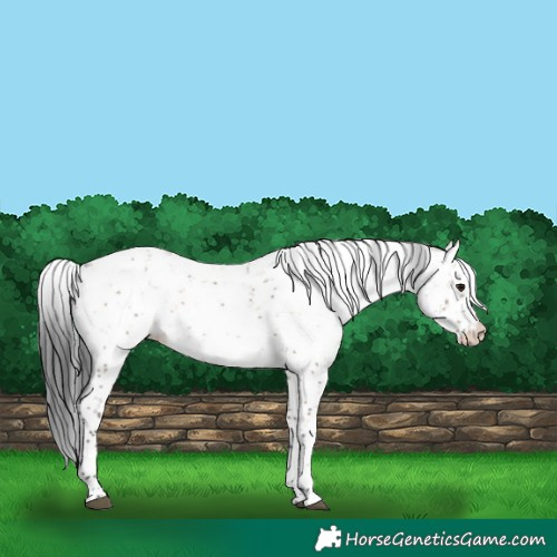 Horse Color:Brown Dun Sabino 