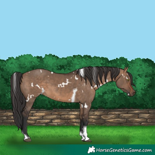 Horse Color:White Spotted Brown Dun Tobiano 