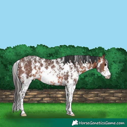 Horse Color:Brown Sabino Rabicano 