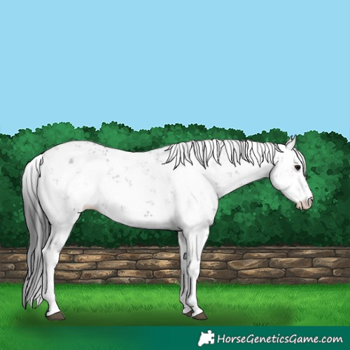Horse Color:Grullo Sabino 