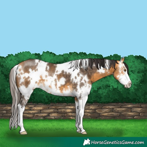Horse Color:White Spotted Buckskin Sabino 