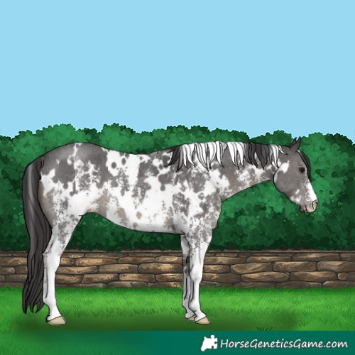 Horse Color:White Spotted Smoky Black Sabino 