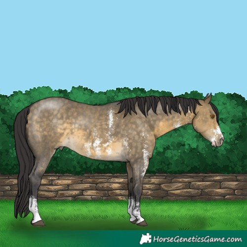 Horse Color:Buckskin Dun Sabino 