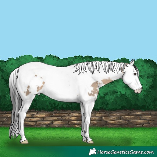 Horse Color:White Spotted Brown Dun Splash Tobiano 
