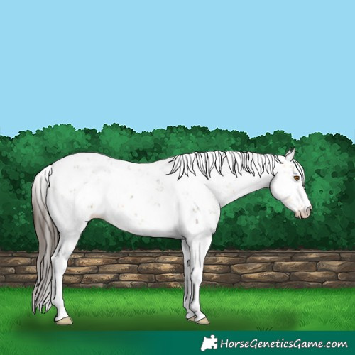 Horse Color:Buckskin Sabino Rabicano 