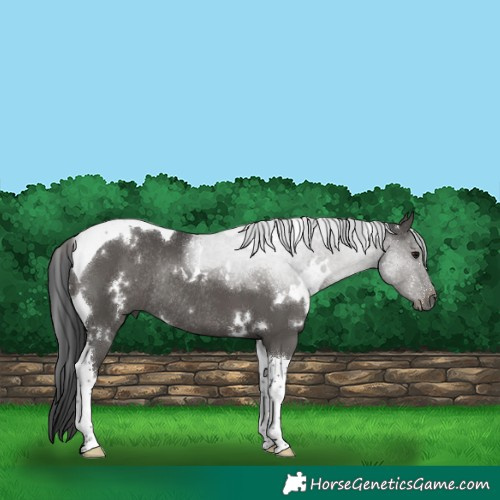 Horse Color:White Spotted Black Tobiano Rabicano 