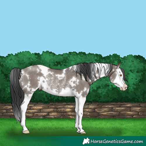 Horse Color:White Spotted Grullo Sabino Splash Rabicano 