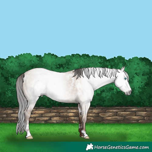 Horse Color:Gray White Spotted Classic Champagne Dun Rabicano 