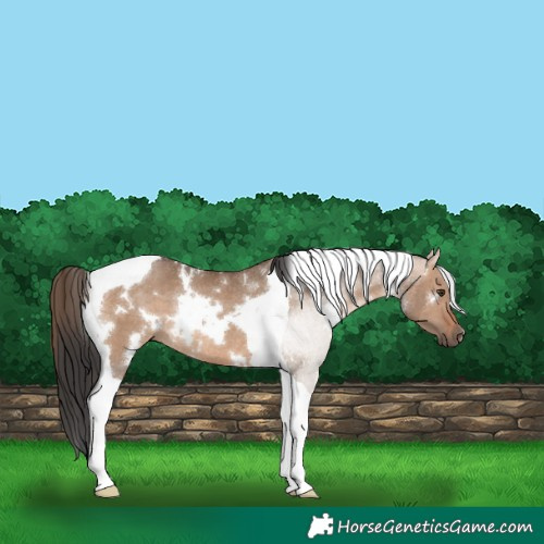 Horse Color:White Spotted Brown Dun Tobiano Rabicano 