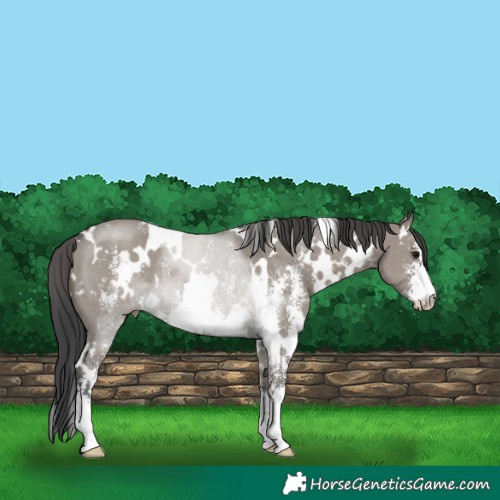 Horse Color:White Spotted Grullo Sabino Rabicano 