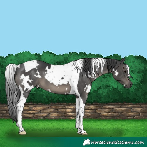 Horse Color:White Spotted Black Tobiano 