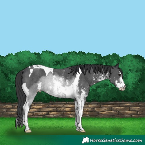 Horse Color:Black Sabino Tobiano Rabicano 